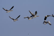 Grupo de ánsares comunes en vuelo. Grupo de ánsares comunes en vuelo.