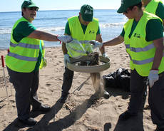 Varios voluntarios examinan los residuos recogidos en una playa (foto: Magrama). Varios voluntarios examinan los residuos recogidos en una playa (foto: Magrama).