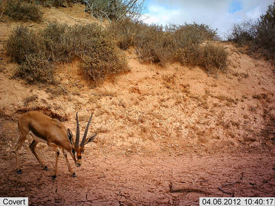 Macho de gacela de Cuvier fotografiado con ayuda de una cámara trampa (foto: Asociación de Estudio y Conservación de Fauna Harmusch). Macho de gacela de Cuvier fotografiado con ayuda de una cámara trampa (foto: Asociación de Estudio y Conservación de Fauna Harmusch).