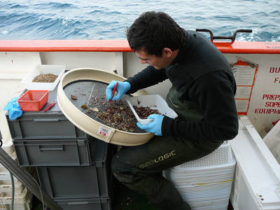 Un investigador examina muestras de algas recién extraídas del mar durante un estudio enmarcado en LIFE+ INDEMARES). Foto: IEO. Un investigador examina muestras de algas recién extraídas del mar durante un estudio enmarcado en LIFE+ INDEMARES). Foto: IEO.