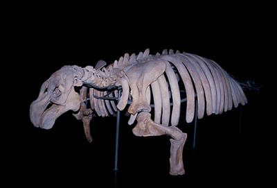 Esqueleto de una vaca marina de Steller conservado en el Museo de Historia Natural de Viena. (foto: Arturo Valledor de Lozoya). Esqueleto de una vaca marina de Steller conservado en el Museo de Historia Natural de Viena. (foto: Arturo Valledor de Lozoya).