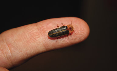 Macho de esta misma especie sobre un dedo para hacerse idea de su tamaño (foto: José Ramón Guzmán). 