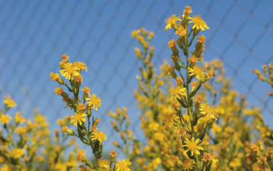 Las llamativas inflorescencias de la olivarda (Dittrichia viscosa), una planta que florece entre finales de otoño y comienzos de invierno, según las localidades. Foto: J.Ramón Gómez.