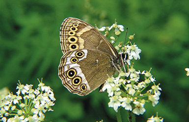 Ejemplar de bacante (Lopinga achine) sobre una planta del género Chaerophyllum (foto: Georges Verhulst). 