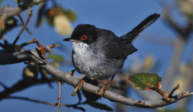 Macho de curruca cabecinegra (Sylvia melanocephala), especie insectívora que Graells se olvidó de incluir en su lista de aves protegidas (foto: Atanasio Fernández). 