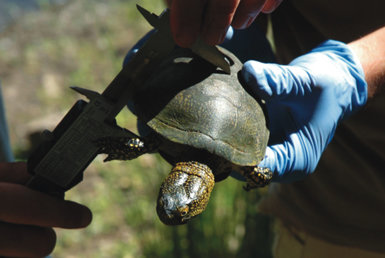 Unos naturalistas miden con un pie de rey el caparazón de un galápago europeo capturado para su marcaje en la provincia de Málaga (foto: Jesús Duarte).