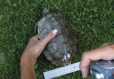 Toma de medidas de un galápago leproso tras su captura (foto: José Martín).