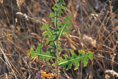 El singular diseño de las hojas de la lechuga silvestre (Lactuca serriola) es la clave de su resistencia a los suelos pobres y secos.