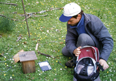 Trabajo de campo con los nidales de papamoscas cerrojillo (foto: Isabel Moreno). 