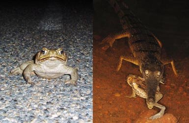 Sapos marinos (Bufo marinus) cerca de la ciudad australiana de Darwin, en el Territorio Norte de Australia. A la izquierda sobre una carretera y a la derecha como presa de un cocodrilo de agua dulce (Crocodylus johnstoni). En el sapo atacado se observa la secreción defensiva de una toxina de color blanco por las glándulas parótidas, situadas justo detrás de la cabeza (fotos: Gregory Brown).