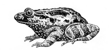 Sapillo pintojo de vientre negro (Discoglossus nigriventer). Dibujo de Pedro Galán a partir de una foto tomada por Heinrich Mendelssohn del ejemplar tipo descrito en 1943. Pude apreciarse la extraña pigmentación de la zona ventral, negra con puntos blancos.