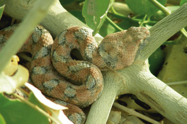 Víbora del desierto (Echis coloratus) emboscada entre las ramas de un arbusto de la especie Salvatora persica (foto: Juan Ramírez).