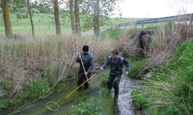 Jornada de pesca eléctrica durante los muestreos de fauna en los ríos y arroyos del Cerrato palentino (foto: Javier Sanz). 