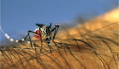 Hembra de mosquito de la fiebre amarilla (Aedes aegypti) con el abdomen ya enrojecido por la acumulación de sangre extraída del brazo de una persona. Esta simple escena exige un prodigio fisiológico al pequeño insecto, que incluye perforar la piel humana con su estilete bucal, secretar saliva para evitar la coagulación de la sangre, contrarrestar nuestro sistema inmunitario, absorber su peso corporal en sangre y, finalmente, retomar el vuelo con tan pesado cargamento. Además, las células estomacales del mosquito utilizan una cantidad considerable de energía para sintetizar proteína HSP, con el fin de proteger la función de los enzimas digestivos ante la hipertermia causada por la sangre caliente (foto: Joshua Benoit).