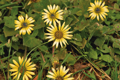 Las llamativas flores de la margarita de El Cabo (Arctotheca calendula), una planta introducida procedente de Suráfrica, pueden verse a lo largo de todo el año en nuestras zonas costeras.