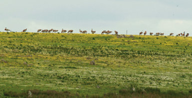 Grupo de machos de avutarda en paralelo a un tramo de un cercado de alambre en La Serena (Badajoz).