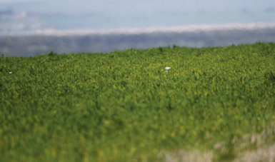 Dos avutardas semiocultas en un cultivo y reflejan la dificultad de los censos primaverales de esta especie (foto: Ángel Sánchez).  