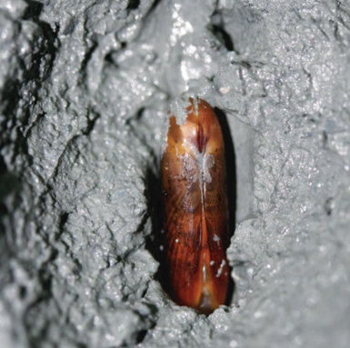 Bivalvo de la familia Solemydae entre los sedimentos cargados de gas del volcán Anastasya (foto: Miguel García-Muñoz). 