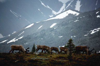 Grupo de caribúes de bosque (Rangifer tarandus caribou) en una pradera subalpina del valle de Tonquin, en el Parque Nacional Jasper de Canadá (foto: Saakje Hazenberg).