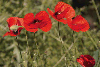 Las amapolas (Papaver rhoeas) han desarrollado numerosas ventajas adaptativas que favorecen tanto el crecimiento rápido como la alelopatía, o capacidad para desplazar a posibles plantas competidoras.