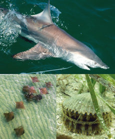 En la foto superior, tiburón de puntas negras (Carcharhinus limbatus) capturado en un palangre (Alabama, Estados Unidos). Debajo, a la izquierda, escuela de rayas cara de vaca (Rhinoptera bonasus) en aguas someras de Fort Walton Beach (Florida, Estados Unidos). A la derecha, vieira de bahía (Agropecten irradians) en una pradera de la fanerógama marina Thalassia testudinum (Hernando County, Florida). Las tres especies conviven en el golfo de México (fotos: Marcus Drymon, Dorothy Birch y Janessa Cobb).