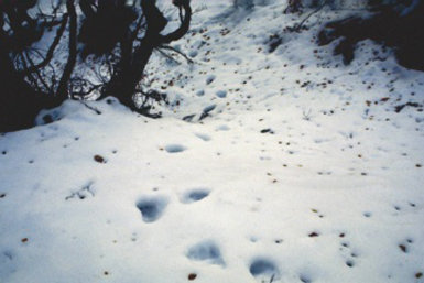 Rastro de oso cantábrico en la nieve, en un monte de la provincia de Palencia (foto: Ecologistas en Acción de Palencia).