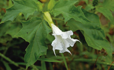 Uno de los rasgos distintivos del estramonio (Datura stramonium) son sus grandes flores atrompetadas, que se abren al atardecer para atraer a las mariposas nocturnas que se encargan de polinizarlas.
