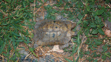 Mike, un macho de la subespecie marroquí de tortuga mora (Testudo graeca marokkensis) hallado en una finca de la provincia de Málaga.