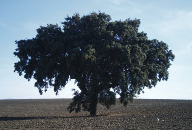 Encina próxima al pueblo de Huecas. El ejemplar más próximo de la misma especie se encuentra a dos kilómetros de distancia. 