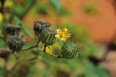 :Las flores del cantarillo (Abutilon theophrasti), que surgen al aumentar las horas de luz diurna, dan lugar a unos bellos frutos que permanecerán en la planta hasta la llegada de los primeros fríos.