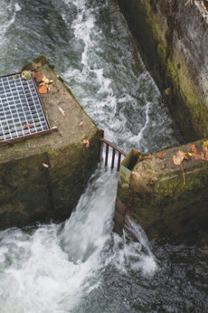 Escala salmonera en el embalse del Furacón, en el río Nalón (Asturias). Una reja impide el paso de los salmones a las zonas de desove aguas arriba. Los peces quedan retenidos y son capturados para su traslado a una piscifactoría donde realizar los desoves artificiales (foto: David 
Álvarez).
