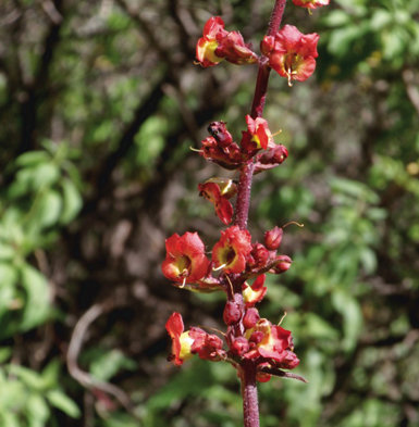 Flores de Scrophularia calliantha, especie endémica de la isla de Gran Canaria (foto: Ana Ortega).