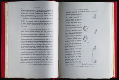 Páginas dedicadas a una subespecie de chacal descrita por Ángel Cabrera en su obra Los mamíferos de Marruecos (1932). Este cánido, que viviría en la parte occidental de Marruecos, fue denominada Canis lupaster maroccanus.

