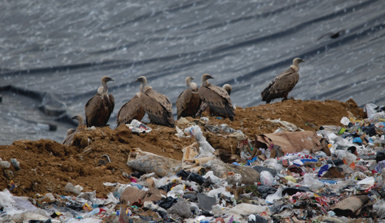 Buitres leonados concentrados en el interior del vertedero de residuos sólidos urbanos de Apario, en el término municipal de Igorre (Vizcaya).

