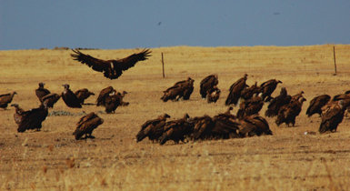 Buitres leonados y negros se concentran en un pastizal agostado con restos de carroña (foto: Ángel Arredondo).