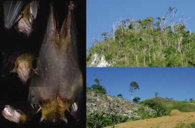 El zorro volador (Dobsonia chapmani), abajo a la izquierda, es un murciélago endémico de las selvas tropicales de las islas Cebú y Negros (Filipinas), representadas en la foto superior derecha. La especie desapareció en los años setenta y fue declarada extinta en 2002. En mayo de 2003 la bióloga filipina Ely Alcalá y sus colaboradores de la Universidad de Siliman (9) capturaron cinco individuos con redes en la selva de Calatong (Negros), un fragmento de mil hectáreas de bosque secundario y propiedades agrícolas, hábitat que se refleja en la foto inferior.
El zorro volador se alimenta de frutos y utiliza las cuevas como refugio. En la actualidad, la especie se encuentra catalogada como “Críticamente Amenazada” por la UICN, debido a la destrucción de su hábitat y también a la caza de ejemplares para aprovechar su carne, ya que pesan unos 150 gramos. Este quiróptero pertenece a la familia Pteropodidae, compuesta por más de 150 especies que se distribuyen por la franja tropical y subtropical del Mediterráneo oriental, península Arábiga, Asia, Australia y las islas del océano Índico. A pesar de su siniestra apariencia, los zorros voladores son todos frugívoros y/o nectarívoros, por lo que contribuyen a polinizar numerosas especies vegetales, entre ellas los emblemáticos baobabs (10). Fotos: Ely Alcalá.
