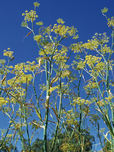 Los robustos tallos del hinojo (Foeniculum vulgare) están rematados por unas delicadas inflorescencias amarillentas, que atraen a innumerables insectos durante el verano. 