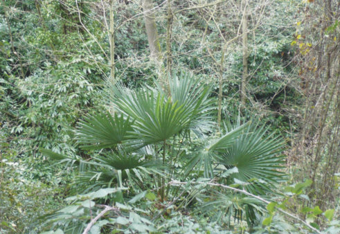 Una palmera excelsa (Trachycarpus fortunei) crece espontáneamente en la Reserva Natural Parcial de la Font Groga, del Parque Natural de la Serra de Collserola, en la provincia de Barcelona (foto: J. C. Guix).