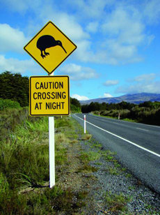 Señal de tráfico que alerta sobre el paso nocturno de kiwis. 
En las carreteras neozelandesas es fácil tropezarse con este tipo de carteles, pero ver a un kiwi en libertad es mucho más difícil. 
