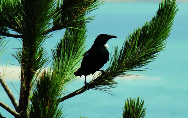 Tui (Prosthemadura novaeseelandiae), la más abundante de las tres especies de melifágidos presentes en Nueva Zelanda.