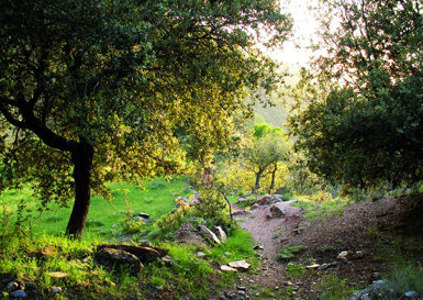 Encinares en la Loma del Maitena, dentro del Parque Natural de Sierra Nevada (Granada), zona donde habita una variada comunidad de depredadores capaz de presionar sobre los nidos de mirlo (foto: Juan Diego Ibáñez).