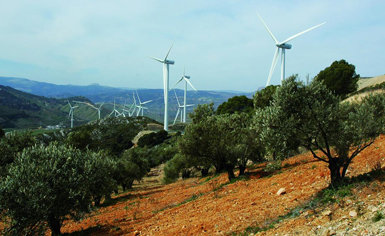 Aerogeneradores y olivos en la provincia de Málaga. El impacto de los parques eólicos en las aves no rapaces dista mucho de estar bien evaluado (foto: J. Duarte). 