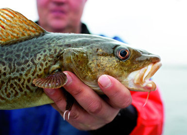 Un pescador sostiene un bacalao en un pesquero alemán (foto: OCEAN2012 / Corey Arnold).