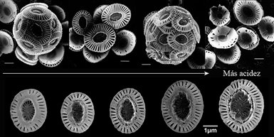 Cocolitóforos de la especie Emiliana huxleyi sometidos a distintos grados de acidificación en medios de cultivo. En la fila superior, las dos fotos de la izquierda muestran un individuo completo y cocolitos bien formados (6). Las dos fotos de la derecha corresponden a esqueletos deformados en un agua más acida. En la fila inferior se observa el aumento del tamaño de estas algas fotosintéticas conforme se incrementa la acidez (7). Todas las líneas blancas de referencia miden una micra (la millonésima parte de un metro).
Los cocolitóforos están representados por unas 300 especies de algas unicelulares que forman grandes enjambres en el fitoplancton marino e incorporan un tercio del carbonato cálcico que producen los mares globalmente. Como organismos fotosintéticos, viven en las zonas marinas donde llega la luz del sol y contribuyen a generar el aire que respiramos y a sostener las pirámides tróficas marinas.
