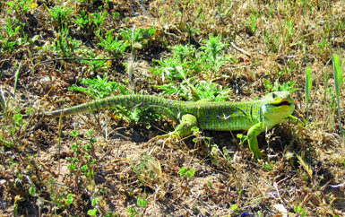 El lagarto ocelado es una de las especies de reptiles generalistas que han colonizado rápidamente el Corredor Verde del Guadiamar (foto: Rocío Márquez).