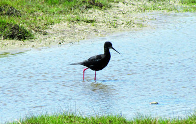 Una de las cigüeñuelas negras recluidas en el centro de cría en cautividad de la especie, situado en las cercanías de Twizel (foto: Pedro J. Menéndez).