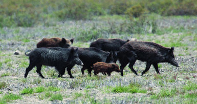 Piara de jabalíes en la marisma de Doñana. Las densidades muy elevadas de este mamífero pueden tener consecuencias adversas para la conservación y para la sanidad (foto: C. Gortázar / IREC). 