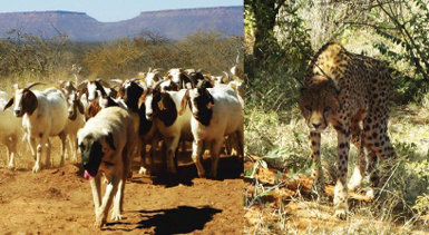 En la foto de la izquierda, perro pastor de Anatolia al frente de un rebaño de cabras bóer, productoras de una carne muy apreciada en Namibia y Suráfrica. Al fondo se vislumbra la meseta de Waterburg, que se eleva sobre las llanuras del Kalahari, en la parte oriental de Namibia.
A la derecha, guepardo equipado con un collar radiotransmisor que recopila datos sobre sus movimientos para una organización dedicada a la conservación de esta especie (www.cheetah.org). Los guepardos evitan acercarse a los rebaños si están protegidos por perros guardianes (fotos: Laurie Marker).
