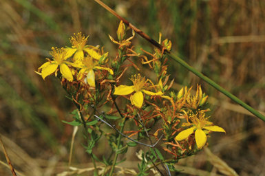 La flores de la hierba de San Juan (Hypericum perforatum) carecen de néctar, pero su abundante polen es capaz de atraer a numerosos insectos.