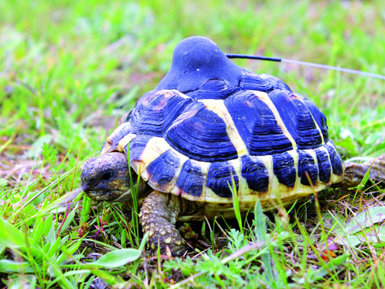 Tortuga mediterránea con emisor. Los datos aportados por el seguimiento de este reptil son fundamentales para diseñar medidas de conservación y gestión sostenible  (foto: Amics de la Tortuga de l’Albera). 